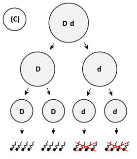 Illustration of meiotic drive