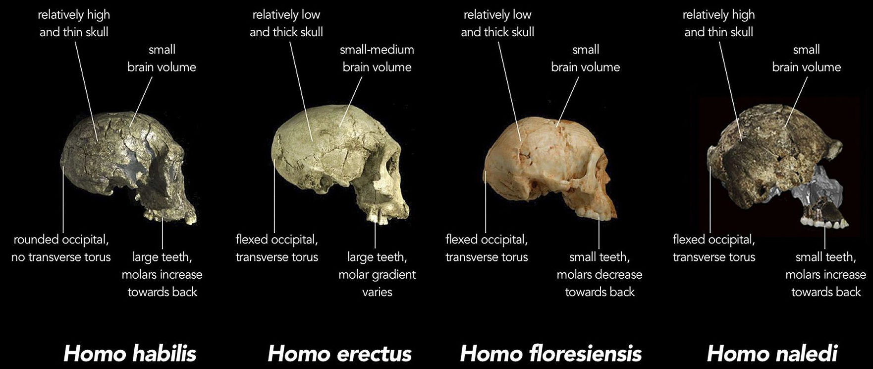 for a rather accurate comparison