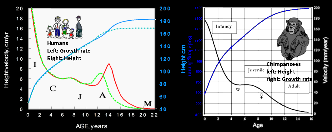 Human growth curve vs chimpanzees