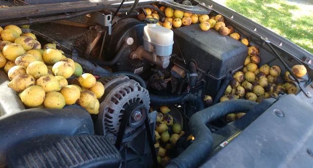 A squirrel his thousands of walnuts under the hood of a man's truck. It wasn't the first time