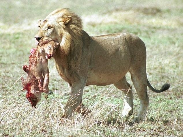 Male lion killing a cub